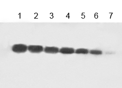 Stained Pierce Protein Gel for SDS-PAGE, 4-20% gradient gel example. Stained Pierce Protein Gel for SDS-PAGE, gradient gel example.
