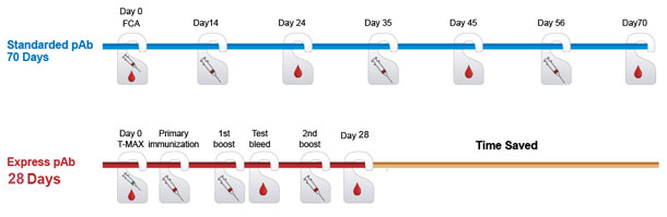 express monoclonal antibody protocal