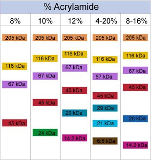Sds+page+gel+protocol
