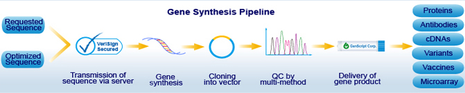 gene synthesis pipeline, DNA synthesis