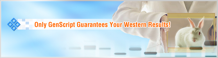 Custom Guaranteed Antibody Service