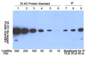 His tagged protein purification by Anti-His mAb MagBeads