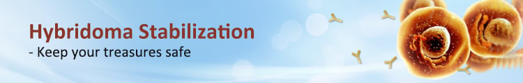 Hybridoma Stabilization