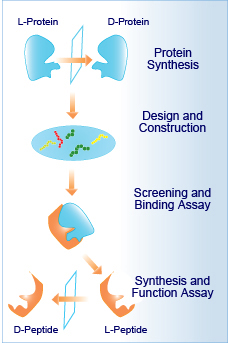 peptide drug discovery peptide drug discovery