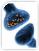 Primary Antibodies