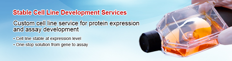 stable cell line development services Stable cell line generation