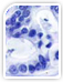 Primary Antibodies