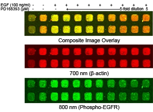 Two-Color Cellular Western detection of phospho-EGFR