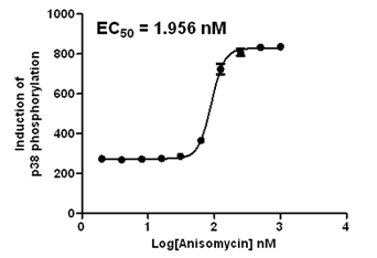 Dose response of Hela cells to Anisomycin
