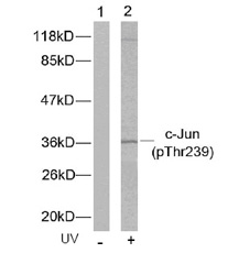 Phospho Specific Antibodies