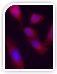 Primary Antibodies