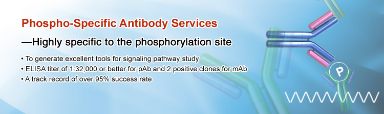 Phospho-Specific Antibody Services Phospho-Specific Antibody Services