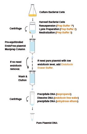 Endofree plasmid Endofree plasmid