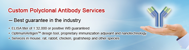Polyclonal Antibody