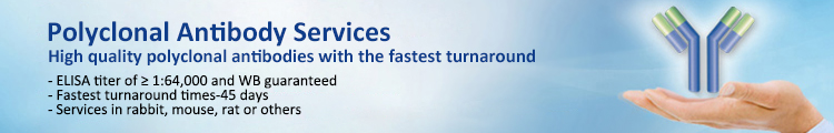 Polyclonal Antibody Services