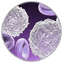 Stem Cell Research Reagents
