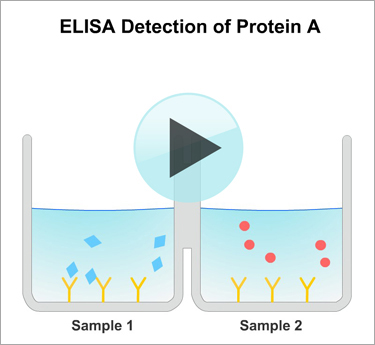 Elisa Hrp