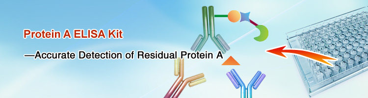 Protein A ELISA Kit