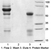 binding capacity detection using Protein A/G Magbeads