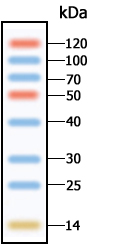 Protein Marker
