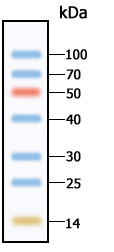 Protein Marker