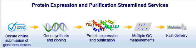 protein expression services