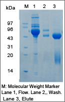 protein purification resin