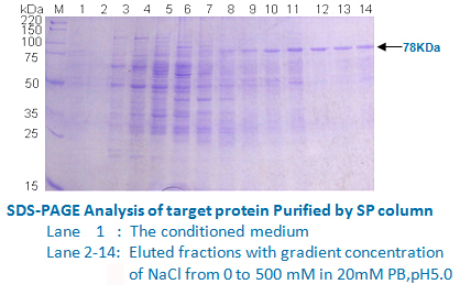Protein Purification