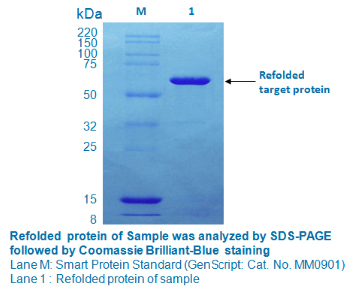 Protein Refolding
