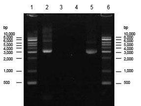 Endofree plasmid
