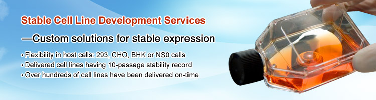 Stable cell line development