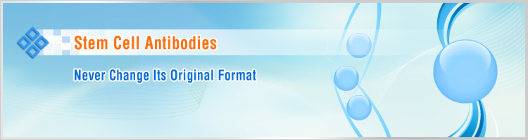 Stem Cell  Antibodies
