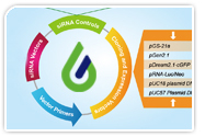 stem cell ORFs and siRNAs