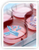 Transient Protein Expression