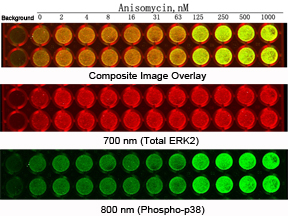 Two-Color Cellular Western detection of phospho-P38