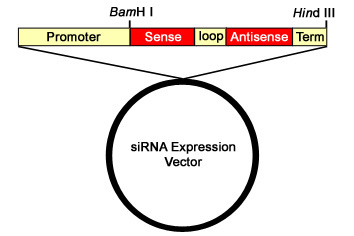 sirna vector