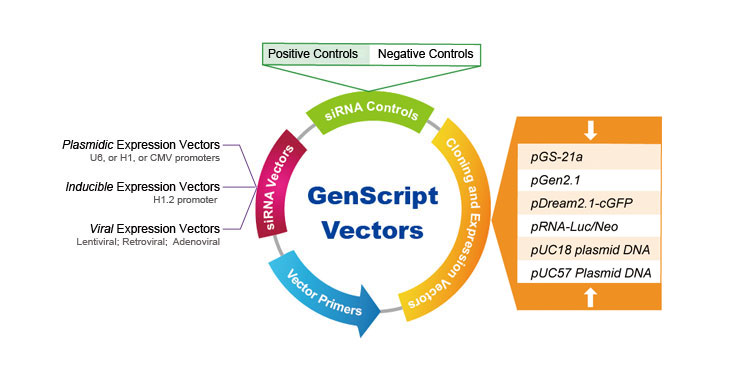genscript vector products selection guide