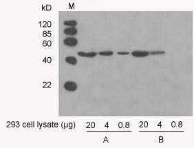 Western blot using Anti-β-actin antibody