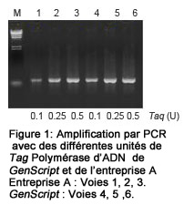 taq polymérase d'ADN