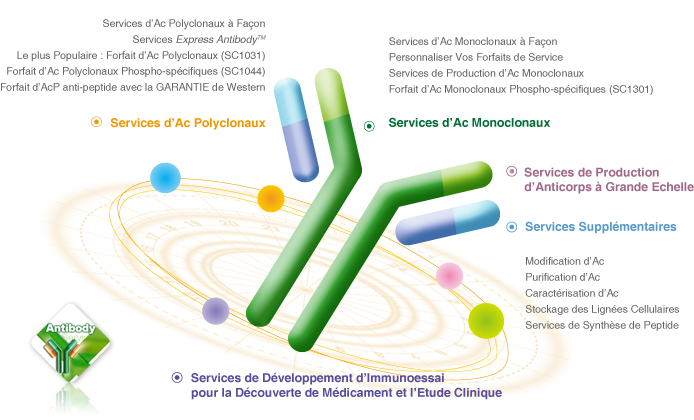 antibody services