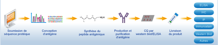 Conception d'antigène et production d'anticorps