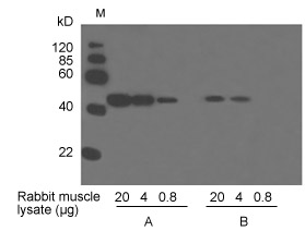 Western blot using Anti-β-actin antibody