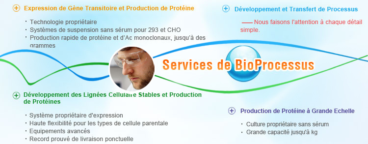 Services de Bioprocessus : Expression mammifère et Production de Protéine