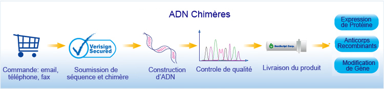 ADN chimères