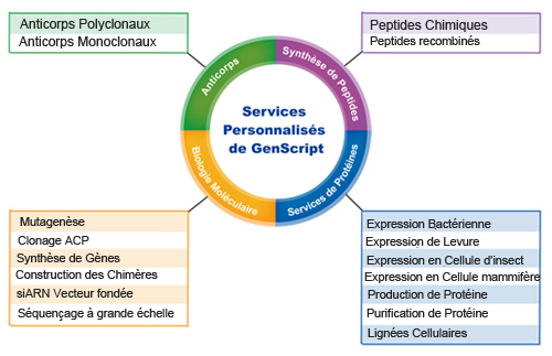 Services à Façon de GenScript