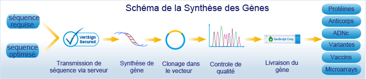 gene synthesis pipeline
