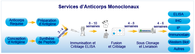 Services d'Anticorps Monoclonaux