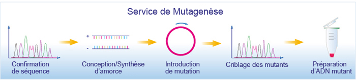 Service de mutagenèse