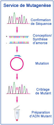 mutagenesis service outsourcing