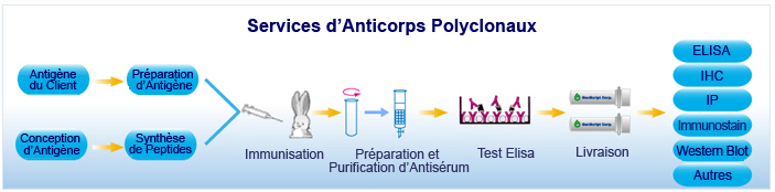 Polyclonal Antibody Services